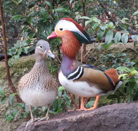 鴛鴦夫妻|オシドリ：おしどり夫婦の真実？｜野鳥写真図 